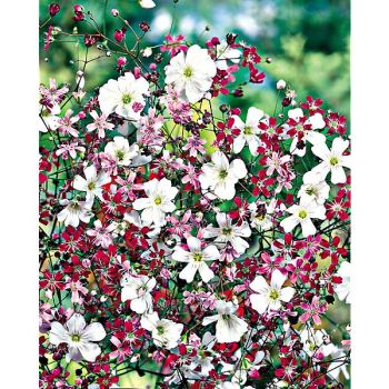 GYPSOPHILE elegans MIX