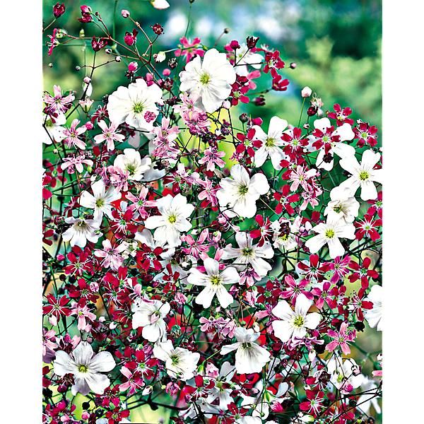 GYPSOPHILE elegans MIX