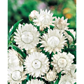 IMMORTELLE à BRACTÉES BLANC PUR