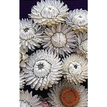 IMMORTELLE à BRACTÉES BLANC PUR 2