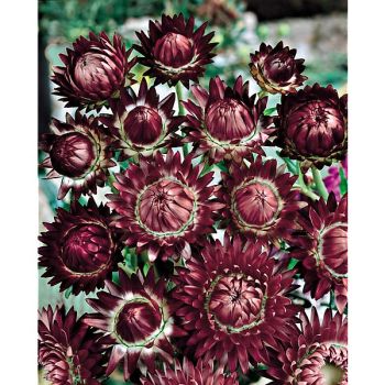 IMMORTELLE à BRACTÉES ROUGE POURPRE