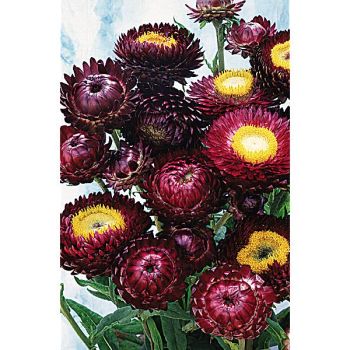 IMMORTELLE à BRACTÉES ROUGE POURPRE 2