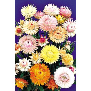 IMMORTELLE à BRACTÉES PASTEL MIX