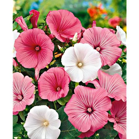 LAVATÈRE REGIS series REGIS MIX