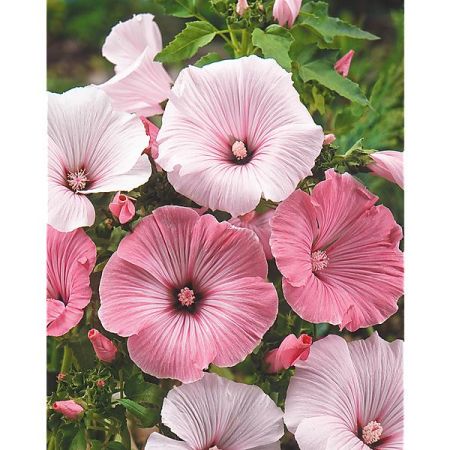 LAVATÈRE REGIS series REGIS MIX