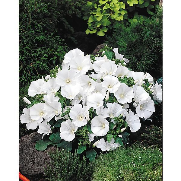 LAVATÈRE REGIS series WHITE REGIS