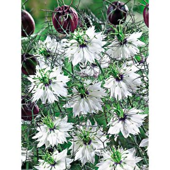 NIGELLE de DAMAS ALBION BLACK POD