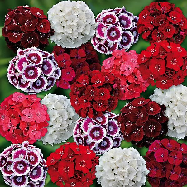 ŒILLET de POÈTE ANNUEL F1 SWEET MIX