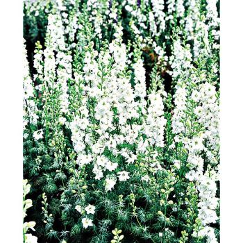 PIED d'ALOUETTE consolida IMPERIAL WHITE QUEEN