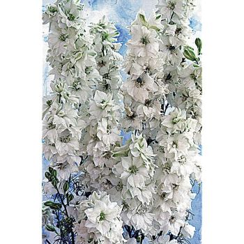 PIED d'ALOUETTE consolida IMPERIAL WHITE QUEEN 2