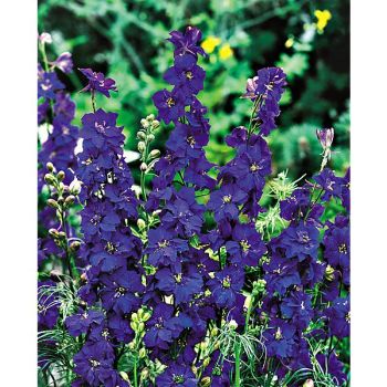 PIED d'ALOUETTE consolida IMPERIAL BLUE SPIRE