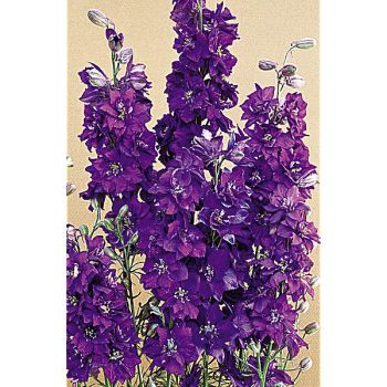 PIED d'ALOUETTE consolida IMPERIAL BLUE SPIRE 2