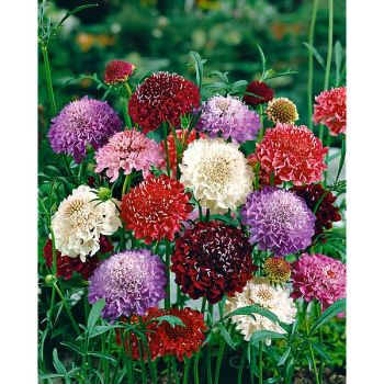 SCABIEUSE ATROPURPUREA MIX