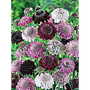 SCABIEUSE ATROPURPUREA MIX 2