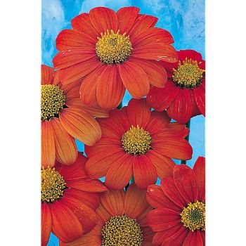 TITHONIA SPECIOSA GOLDFINGER