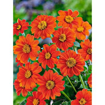 TITHONIA SPECIOSA GOLDFINGER 2
