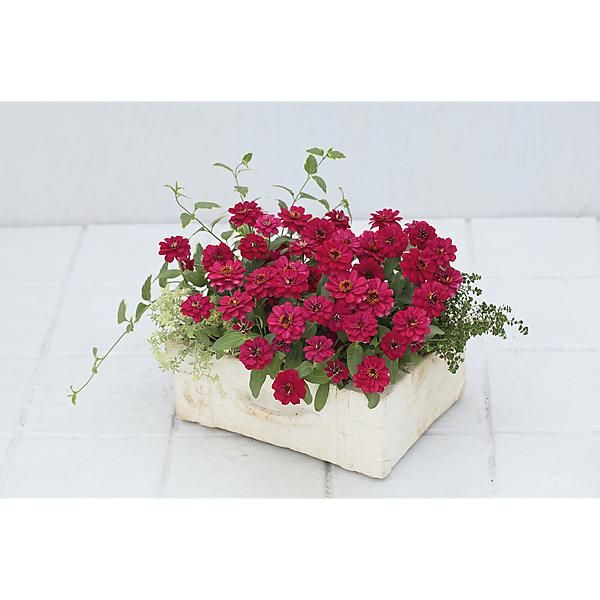 ZINNIA marylandica F1 PROFUSION DOUBLE HOT CHERRY