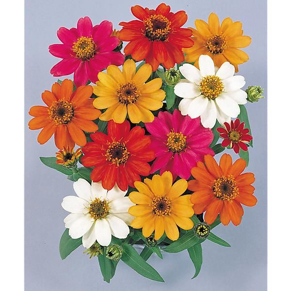 ZINNIA marylandica F1 PROFUSION SIMPLE MIX