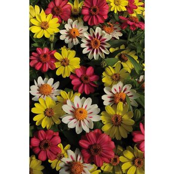 ZINNIA marylandica ZAHARA® RASPBERRY LEMONADE MIX