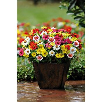 ZINNIA marylandica ZAHARA® RASPBERRY LEMONADE MIX 2