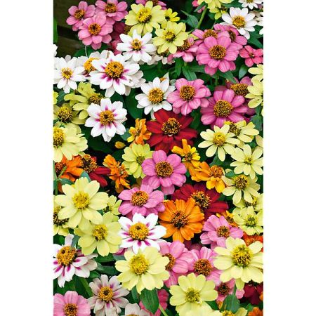 ZINNIA marylandica ZAHARA® MIX