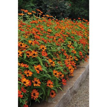 ZINNIA marylandica ZAHARA® XL FIRE
