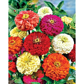 ZINNIA F1 PRECIOSA MIX de 8 coloris 2