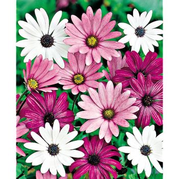 DIMORPHOTHECA auriantica PASTEL SHADES MIX