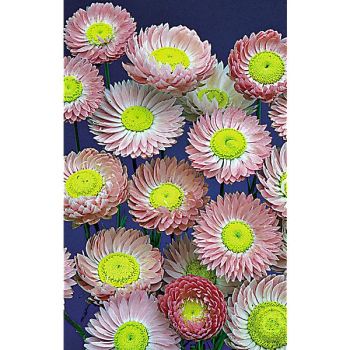 ACROCLINIUM BRILLANT ROSE 2