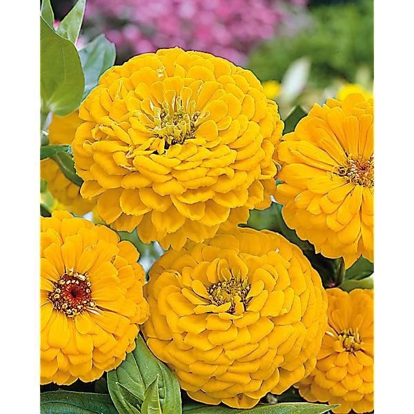 ZINNIA SUPER YOGA AMÉLIORÉ JAUNE DORÉ