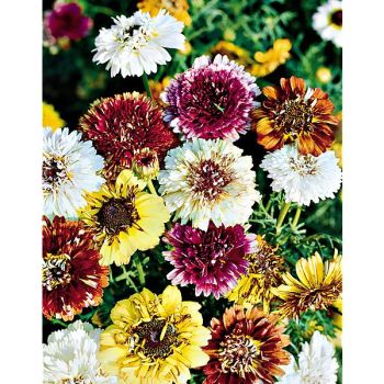 CHRYSANTHÈME à CARÈNE DUNNETTI MIX