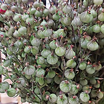 SILÈNE conica BALLETJE BALLETJE