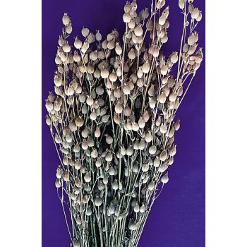 SILÈNE conica BALLETJE BALLETJE 2