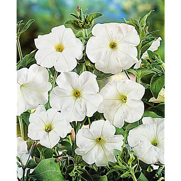 PÉTUNIA HYBRIDE COMPACT NAIN SNOWBALL