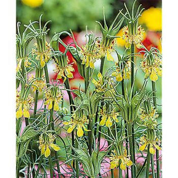 NIGELLE orientalis TRANSFORMER