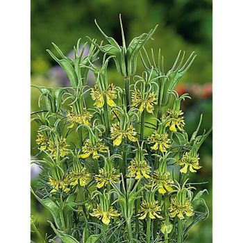 NIGELLE orientalis TRANSFORMER 2