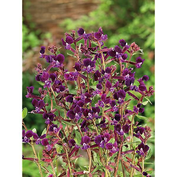 CUPHEA lanc. PURPLE PASSION