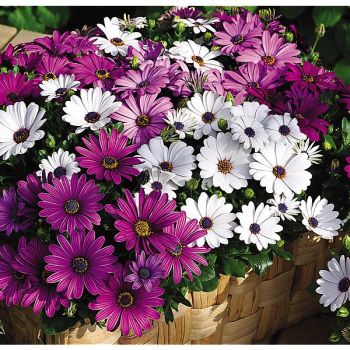 OSTEOSPERMUM F1 PASSION MIX