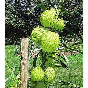 PLANTE BALLON (gomphocarpus ph. HAIRY BALLS) 2