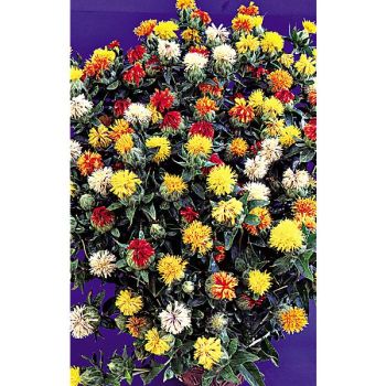 CARTHAMUS TINCTORIUS MIX