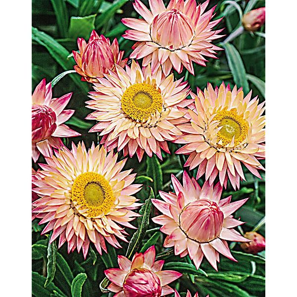 IMMORTELLE à BRACTÉES ROSE CLAIR