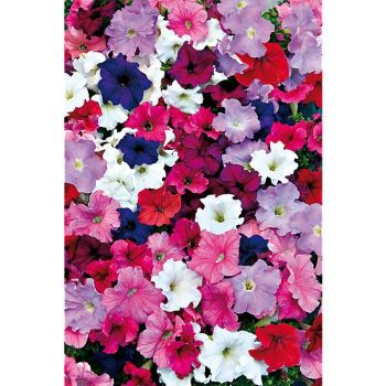 PÉTUNIA grandiflora F1 SUPERCASCADE MIX