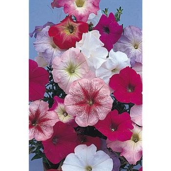 PÉTUNIA grandiflora F1 SUPERCASCADE MIX 2