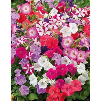 PÉTUNIA miniflora F1 PETIT MIX