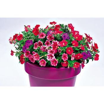 PÉTUNIA miniflora F1 PETIT MIX 2