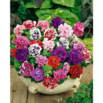 PÉTUNIA multiflora F1 BONANZA