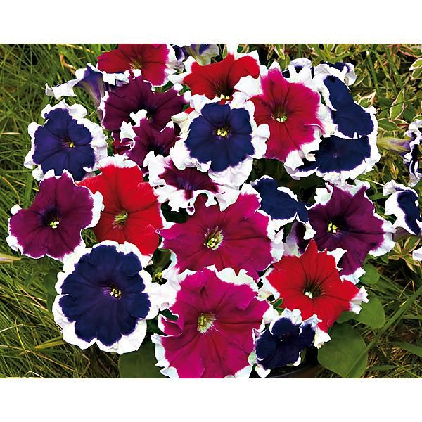 PÉTUNIA multiflora F2 PICOTEE MIX