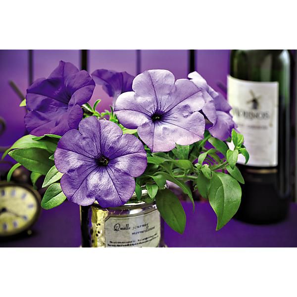 PÉTUNIA multiflora F1 EVENING SCENTSATION