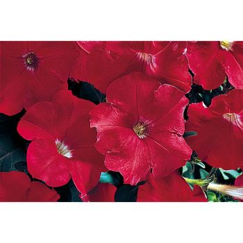 PÉTUNIA multiflora F1 CELEBRITY ÉCARLATE BRILLANT