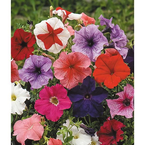 PÉTUNIA multiflora F1 CELEBRITY MIX